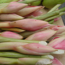 Ginger torch (malaysia) 1pcs